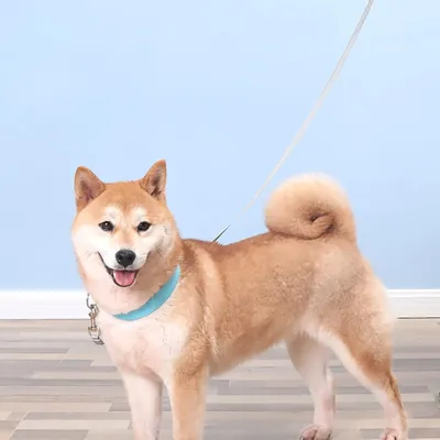 HausPets Laisse Chien Rétractable 5M 50kg Sans Nœuds Blanc HausPets Laisse Chien Rétractable 5M 50kg Sans Nœuds Blanc