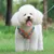 Reflective soft mesh padded harness for small dogs/cats, double leash clips Reflective soft mesh padded harness for small dogs/cats, double leash clips