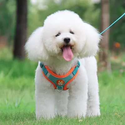 Reflective soft mesh padded harness for small dogs/cats, double leash clips Reflective soft mesh padded harness for small dogs/cats, double leash clips