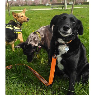 HausPets Laisse chien 200cm réfléchissante orange