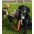 HausPets Hundeleine 200cm reflektierend orange HausPets Hundeleine 200cm reflektierend orange