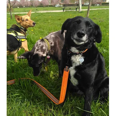 HausPets Hundeleine 200cm reflektierend orange HausPets Hundeleine 200cm reflektierend orange