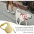 HausPets Laisse Chien Rétractable 3M Nylon Tressé Petit Moyen Chien Jaune HausPets Laisse Chien Rétractable 3M Nylon Tressé Petit Moyen Chien Jaune