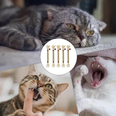5 pièces bâtonnets cataire naturels à mâcher jouets silvervine chat
