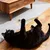 5 pièces bâtonnets cataire naturels à mâcher jouets silvervine chat