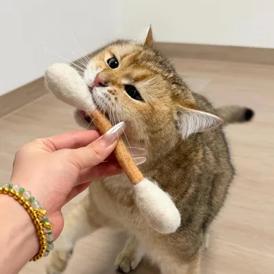 Lot 6 cotons tiges chaton bâtons à mâcher jouet dentition feutre
