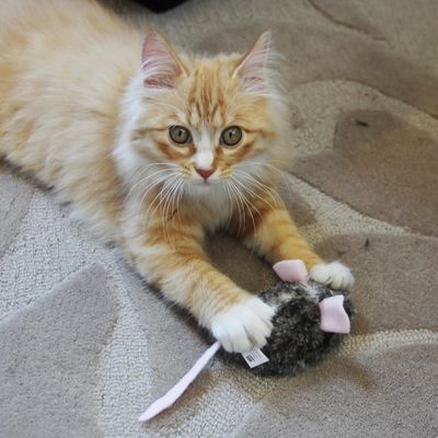 Souris mobile interactive chat couinement auto peluche mouvement