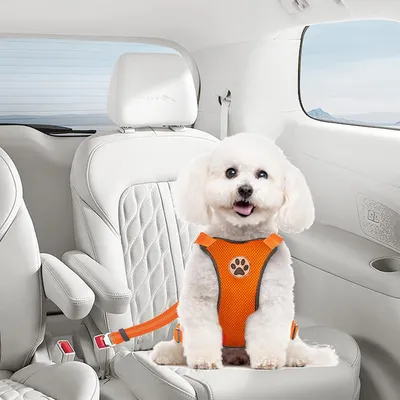 XXS-Autogeschirr für Hunde in Orange mit verstellbarem elastischem Gurt XXS-Autogeschirr für Hunde in Orange mit verstellbarem elastischem Gurt