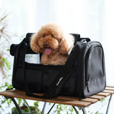 HausPets Sac de Transport Pliable pour Chien et Chat, Approuvé Avion HausPets Sac de Transport Pliable pour Chien et Chat, Approuvé Avion