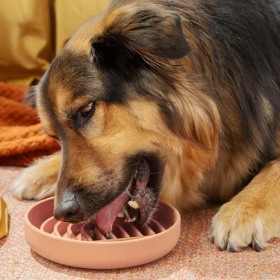 HausPets Silikon-Fressverlangsamungsnapf für langsame Fütterung