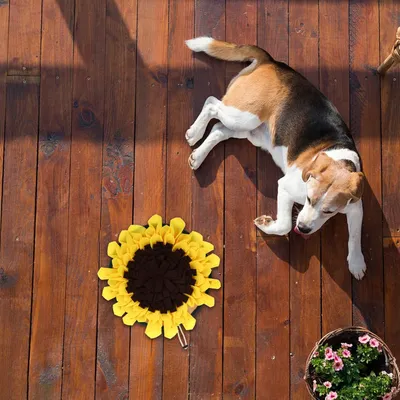 HausPets Dekorative Suchmatte aus Polyester, mittelgroß