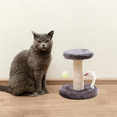 Avec griffoir et jouet pour chatons, gris Avec griffoir et jouet pour chatons, gris