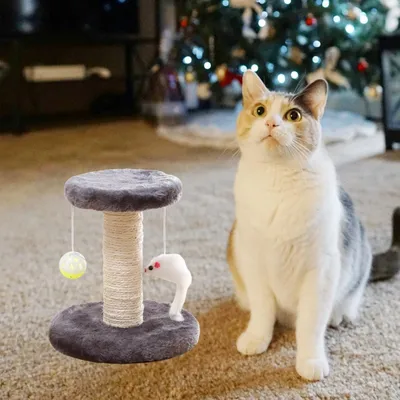 Avec griffoir et jouet pour chatons, gris Avec griffoir et jouet pour chatons, gris