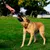 HausPets Jouet pour Chien Ultra Tug avec Bande de Lancement