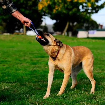 HausPets Jouet pour Chien Ultra Tug avec Bande de Lancement