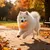 HausPets Balle Interactive Intelligente Électrique pour Chien HausPets Balle Interactive Intelligente Électrique pour Chien