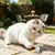 HausPets Jouet Interactif Chat Ours en Bois et Coton
