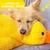 35cm plush squeaky duck, soft durable for all dogs. 35cm plush squeaky duck, soft durable for all dogs.