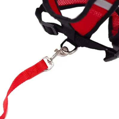 HausPets Laufleine mit 2 Griffen, elastisch HausPets Laufleine mit 2 Griffen, elastisch
