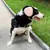 Cache oreilles chien protection auditive 29 dB NRR rose petit Cache oreilles chien protection auditive 29 dB NRR rose petit