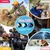 Cache oreilles chien protection auditive 29 dB NRR rose petit Cache oreilles chien protection auditive 29 dB NRR rose petit