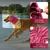 Snood rafraîchissant chien maille - Été, promenade, repas