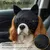 Bonnet apaisant chien - Anti-anxiété, toilettage, voyage Bonnet apaisant chien - Anti-anxiété, toilettage, voyage