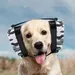 Gehörschutz für Hunde, Ohrenschützer gegen Lärm und Feuerwerk