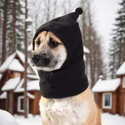 Snood hiver chien - Couvre-oreilles, randonnée camping