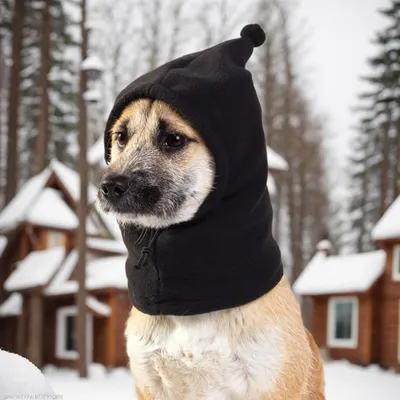 Snood hiver chien - Couvre-oreilles, randonnée camping Snood hiver chien - Couvre-oreilles, randonnée camping