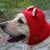 Chapeau chien oreilles silencieuses - Tricoté, anti-bruit Chapeau chien oreilles silencieuses - Tricoté, anti-bruit