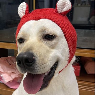 Chapeau chien oreilles silencieuses - Tricoté, anti-bruit