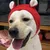 Chapeau chien oreilles silencieuses - Tricoté, anti-bruit Chapeau chien oreilles silencieuses - Tricoté, anti-bruit
