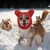 2 pièces casquette chien snood rouge noir S épais hiver 2 pièces casquette chien snood rouge noir S épais hiver