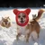 HausPets Gorro tipo bufanda perro 2 piezas, rojo negro, talla S, grueso HausPets Gorro tipo bufanda perro 2 piezas, rojo negro, talla S, grueso