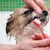 Ensemble de brosses à dents pour chiens et chats