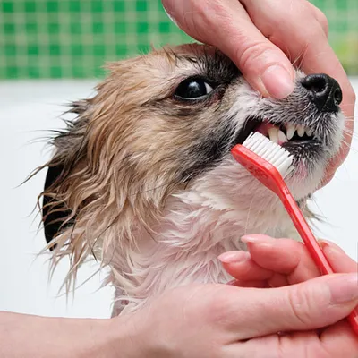 Ensemble de brosses à dents pour chiens et chats