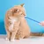 Ensemble de brosses à dents pour chiens et chats