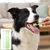 Lot 4 brosses à dents chien chat – Poils souples – Blanc/vert Lot 4 brosses à dents chien chat – Poils souples – Blanc/vert