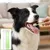 HausPets Lote 4 cepillos dentales perro gato – Blanco/verde HausPets Lote 4 cepillos dentales perro gato – Blanco/verde