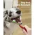 Brosse à dents double tête pour chien et chat Brosse à dents double tête pour chien et chat