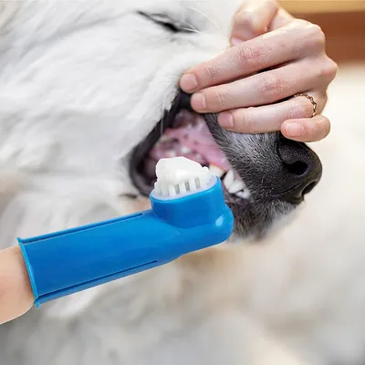 Lot de 8 Ensemble de brosses à dents pour chiens et chats Lot de 8 Ensemble de brosses à dents pour chiens et chats