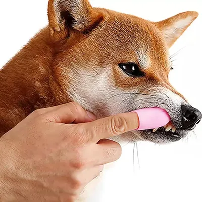 Brosse à dents à doigts pour chiens et chats Brosse à dents à doigts pour chiens et chats