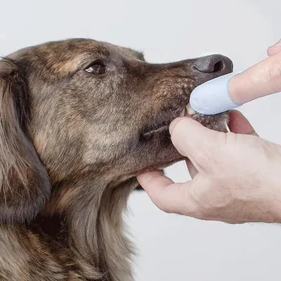 Brosse à dents à doigts pour chiens et chats Brosse à dents à doigts pour chiens et chats
