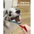 HausPets 2 cepillos dobles para perros – Limpieza 360° – Azul HausPets 2 cepillos dobles para perros – Limpieza 360° – Azul