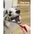 2 brosses double tête chien – Nettoyage 360° – Bleu 2 brosses double tête chien – Nettoyage 360° – Bleu