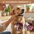 Set de brosses à dents pour animaux
