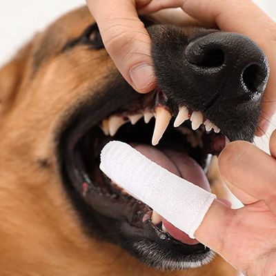 HausPets Juego de 6 cepillos de dientes de dedo