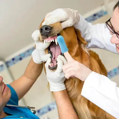 6 brosses à dents chien – 4 couleurs – Silicone souple 360° 6 brosses à dents chien – 4 couleurs – Silicone souple 360°