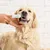 6 brosses à dents chien – 4 couleurs – Silicone souple 360° 6 brosses à dents chien – 4 couleurs – Silicone souple 360°